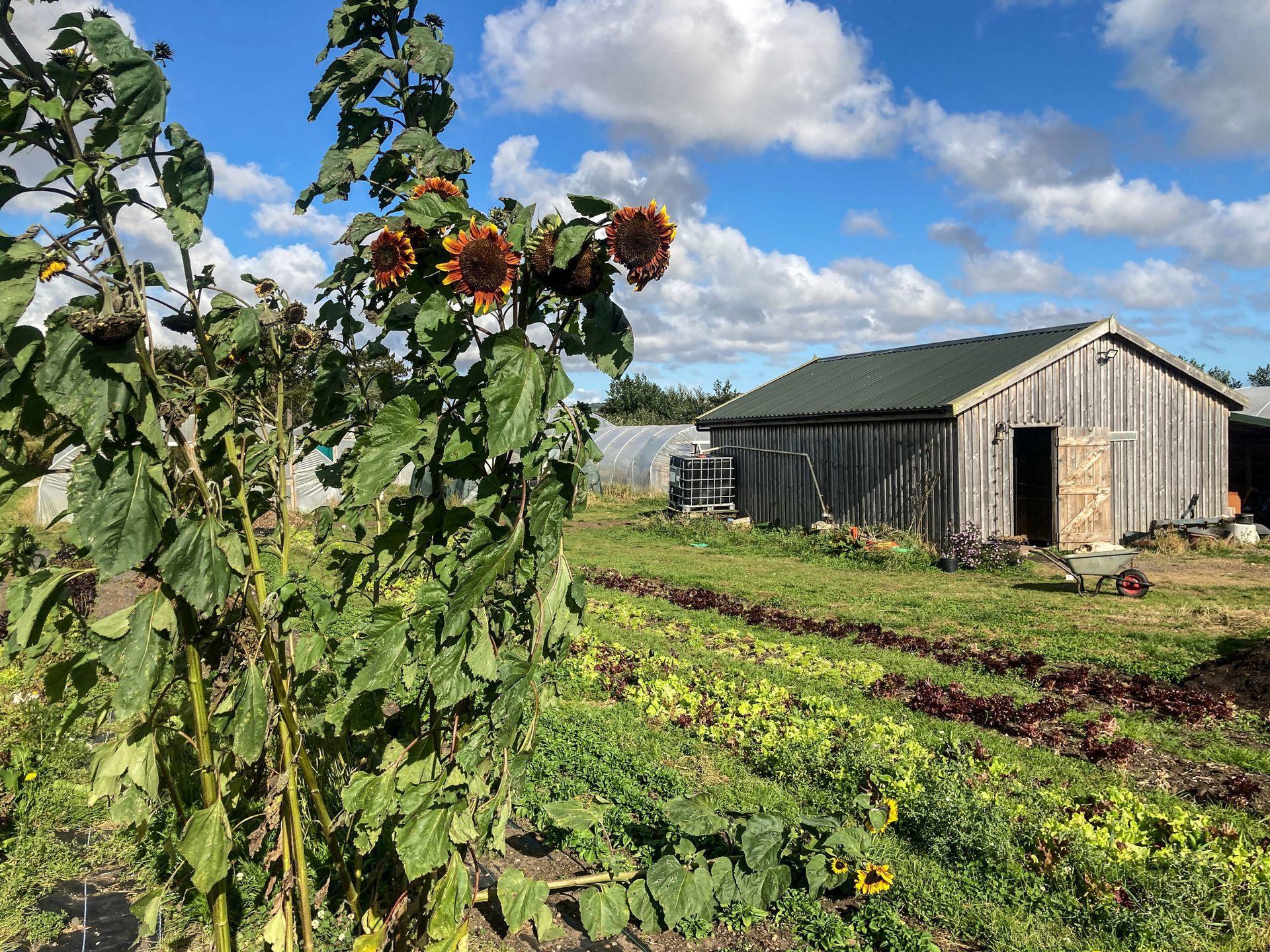 East Neuk 
Market Garden